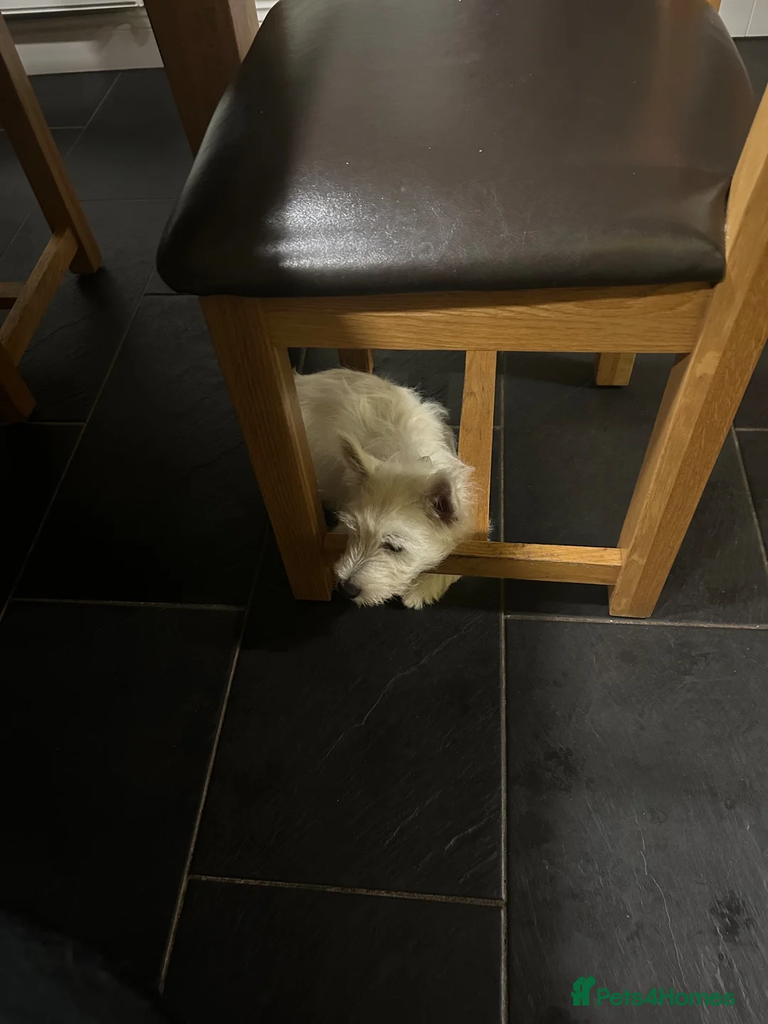 West Highland Terrier dogs for sale: Last little man - Advert 2