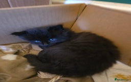 Mixed Breed cats for sale: Beautiful Kittens  - Image 18