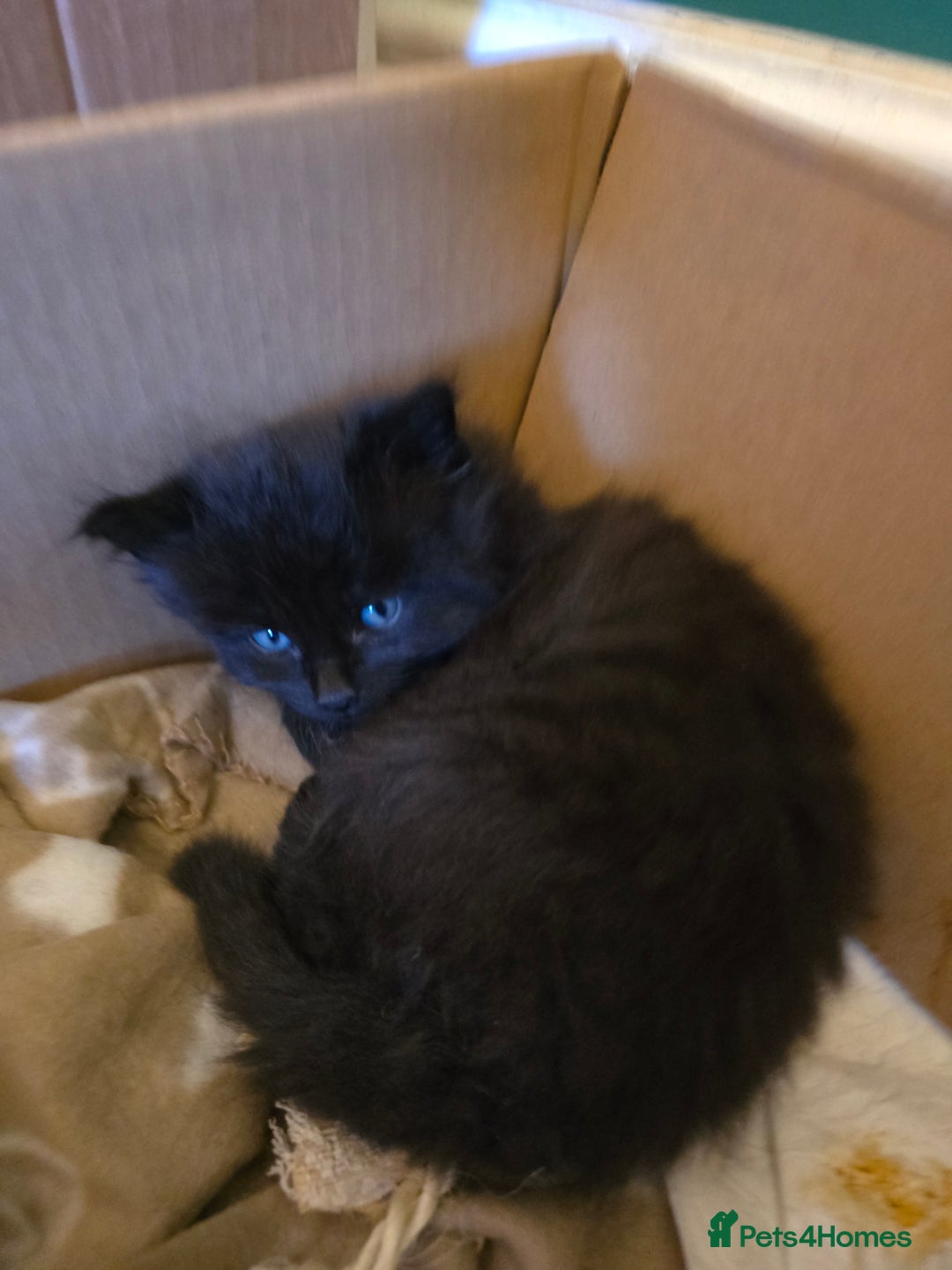 Mixed Breed cats for sale: Beautiful Kittens  - Image 18