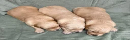Golden Retriever dogs for sale: Golden retriever puppies ❤️ - Advert 7