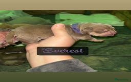 American Bully dogs for sale: Pocket bully puppy’s  - Image 11