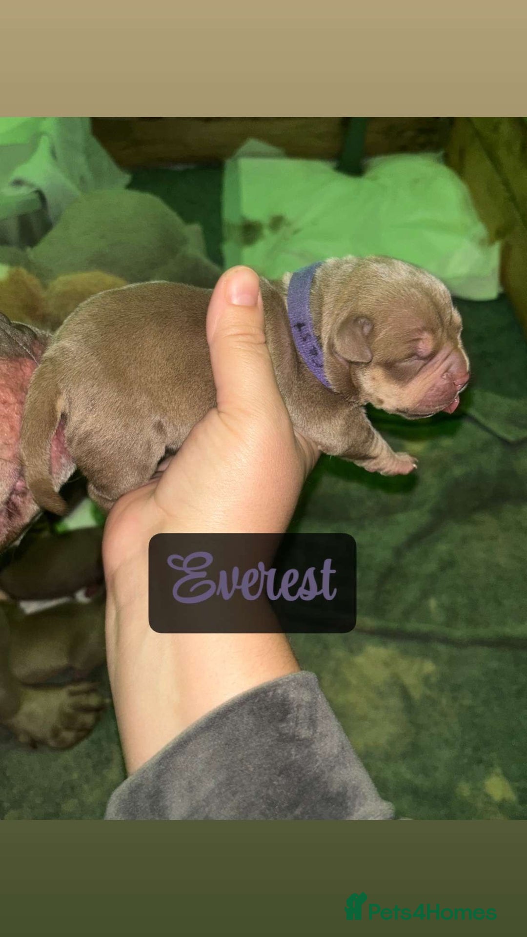 American Bully dogs for sale: Pocket bully puppy’s  - Image 11