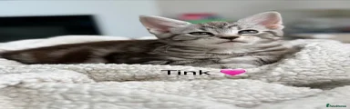 Tink