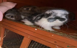 Mini Lop rabbits for sale: Top quality mini lop babies  - Image 6