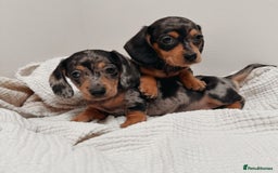 Miniature Dachshund dogs for sale: Purebred Miniature Dachshund Puppies – Ready - Image 11