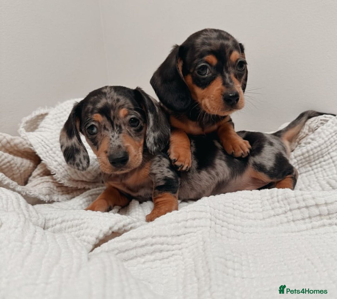 Miniature Dachshund dogs for sale: Purebred Miniature Dachshund Puppies – Ready - Image 11