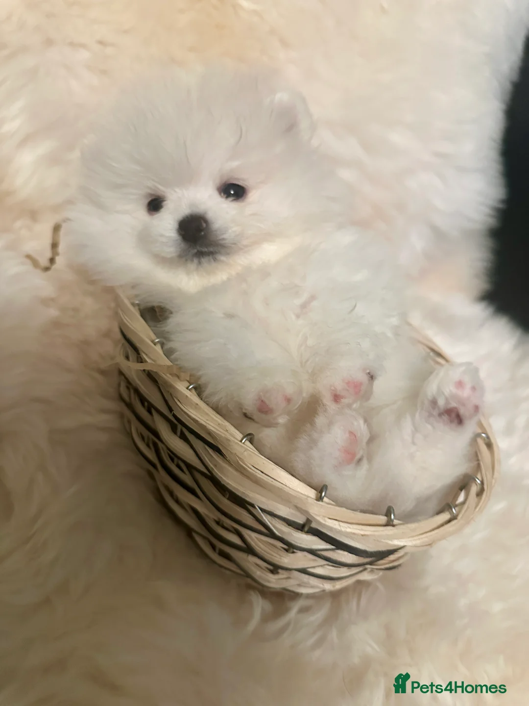 Pomeranian dogs for sale: Last KC pomeranian BOY ready to leave now !  - Advert 4