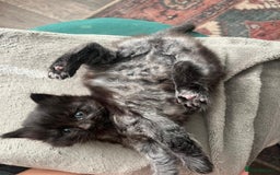 British Longhair cats for sale: 3 beautiful male kittens for sale - Image 3