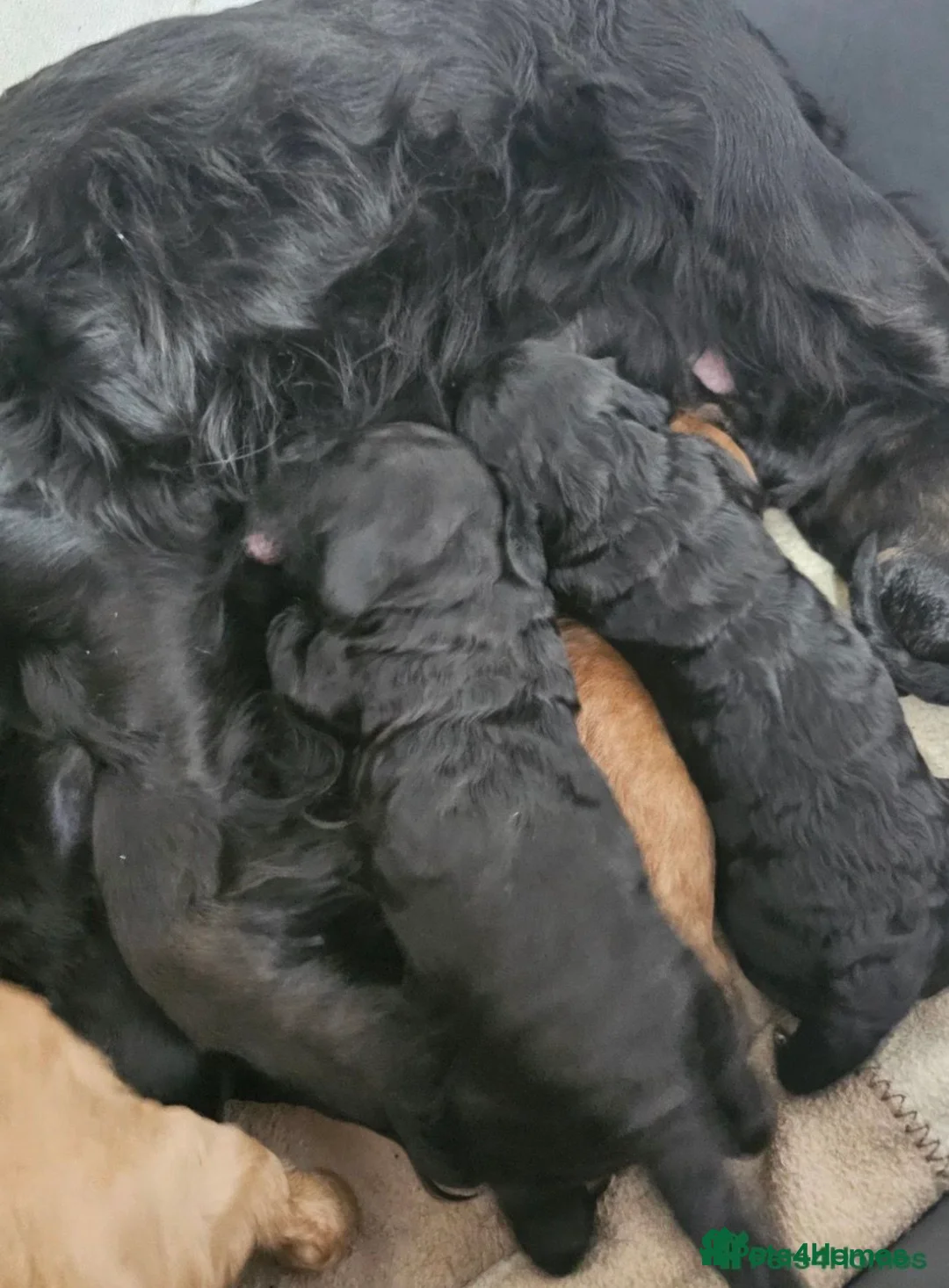 Cockapoo dogs for sale: Beautiful toy size cockatoo girl Puppy - Advert 2