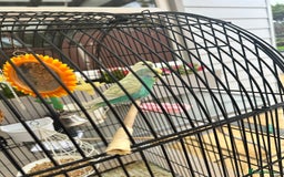 Budgerigars birds for sale: Lovely budgies  - Image 3