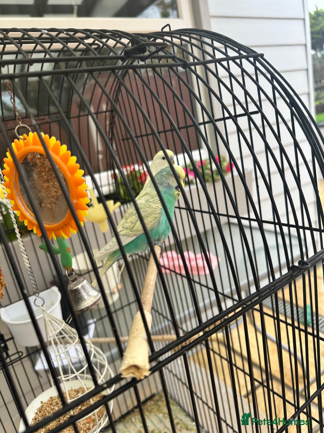 Budgerigars birds for sale: Lovely budgies  - Image 3