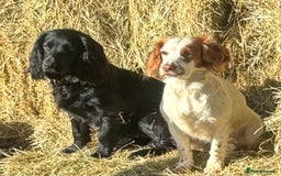 Cocker Spaniel dogs for sale: Well Bred Working Cocker Spaniel Puppies - Image 11