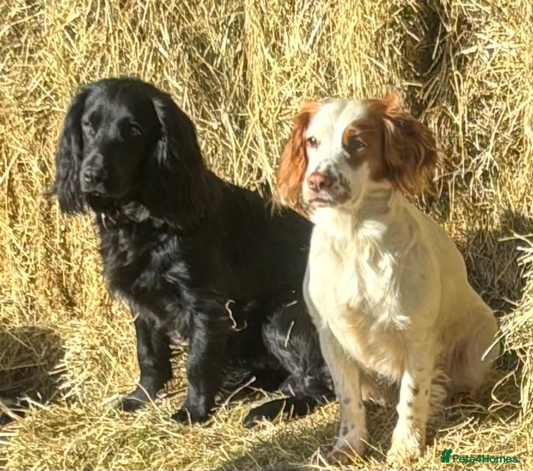 Cocker Spaniel dogs for sale: Well Bred Working Cocker Spaniel Puppies - Image 11