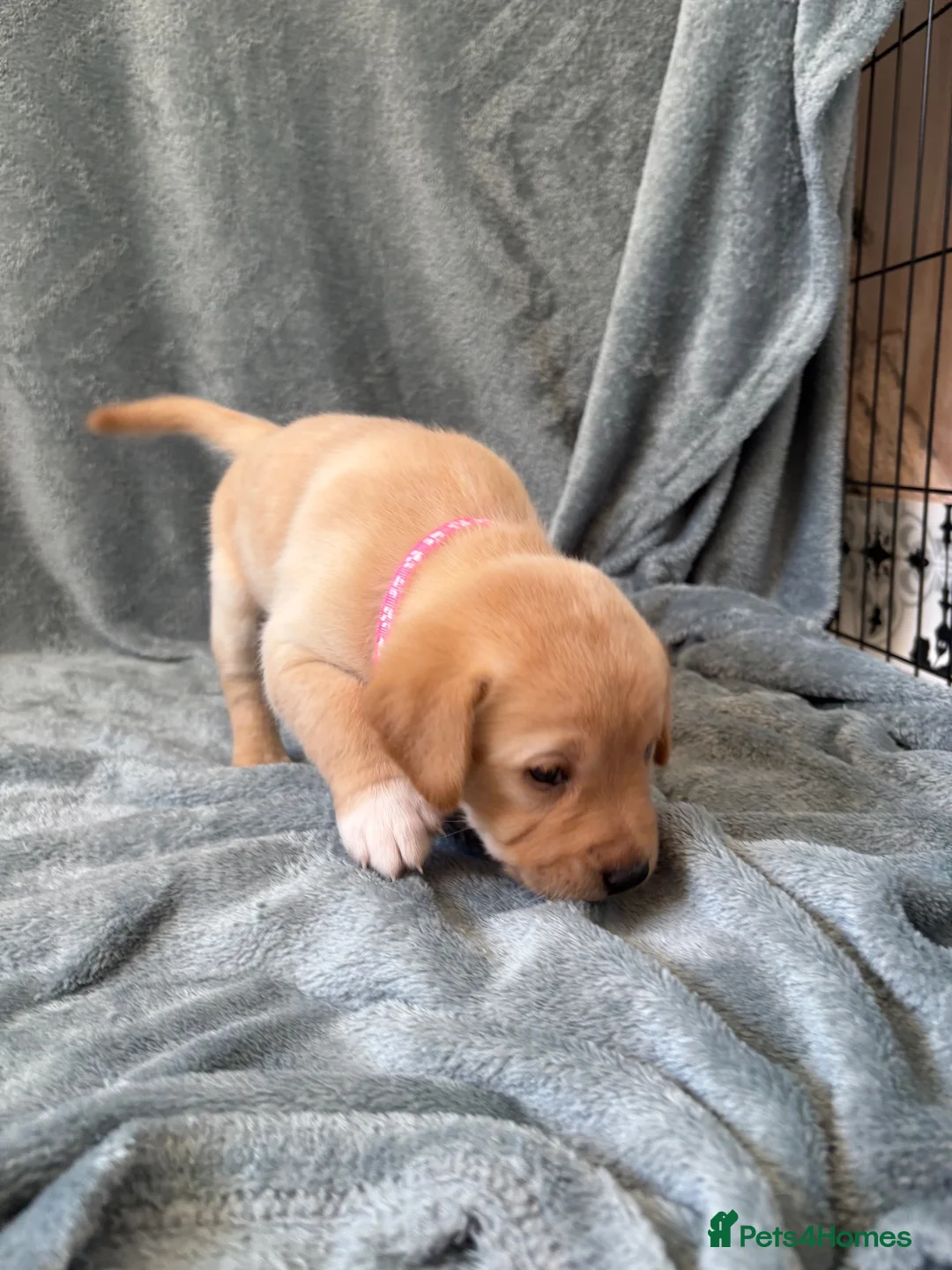 Mixed Breed dogs for sale: Labrador x staff - Advert 2