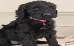 Goldendoodle dogs for sale: Stunning Goldendoodle puppies - Image 10