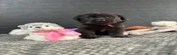 Mixed Breed dogs for sale: 🐾 GORGEOUS LABRADOR ×PRESA CANARIO PUPPIES 🐾 - Advert 7