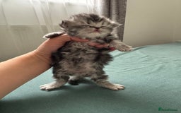 Persian cats for sale: Pure persian kittens - Advert 15