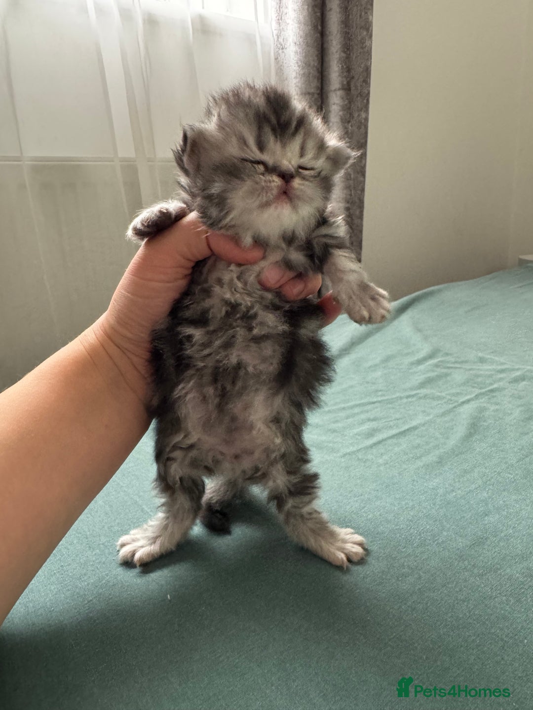 Persian cats for sale: Pure persian kittens - Advert 15