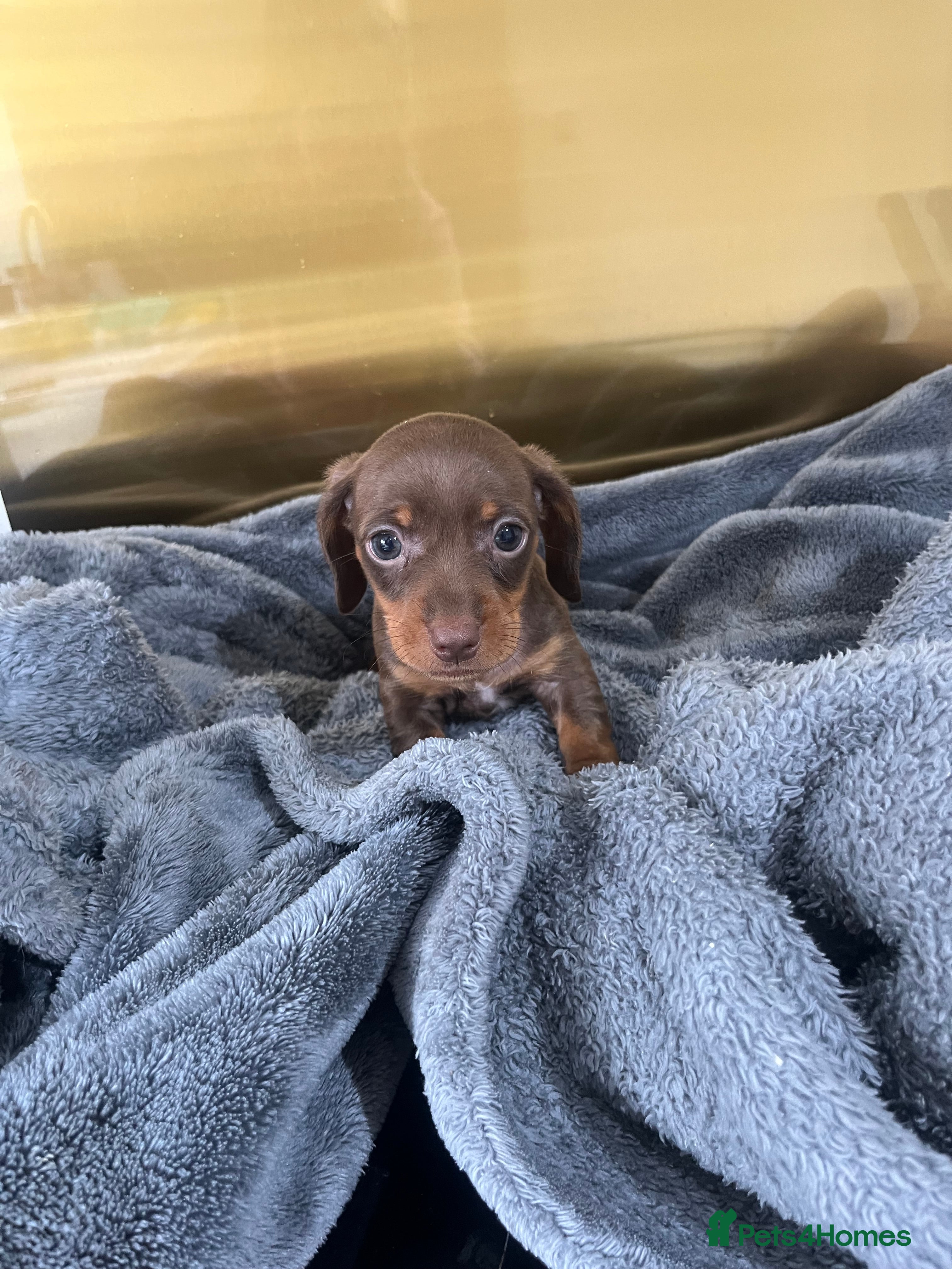 Miniature Dachshund dogs 3 Chocolate and Tan KC Miniature Dachshund puppies - Advert 1