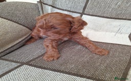 Cockapoo dogs for sale: COCKAPOO - Image 2