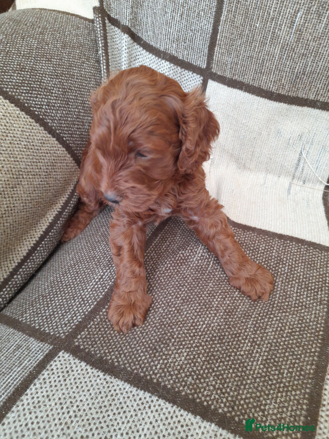 Cockapoo dogs for sale: COCKAPOO - Image 2