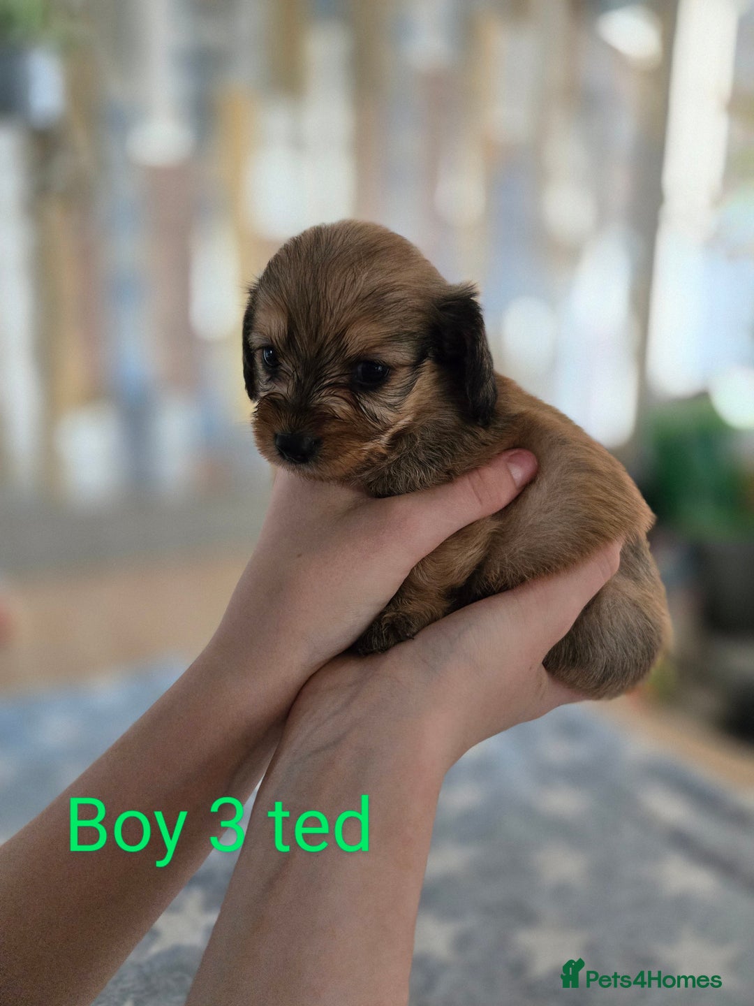Chiweenie dogs for sale: Chweenies for sale  - Image 1