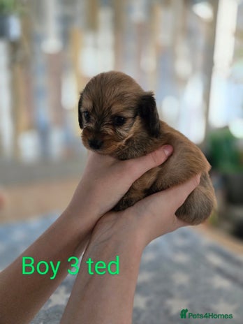 Chiweenie dogs - Advert 1