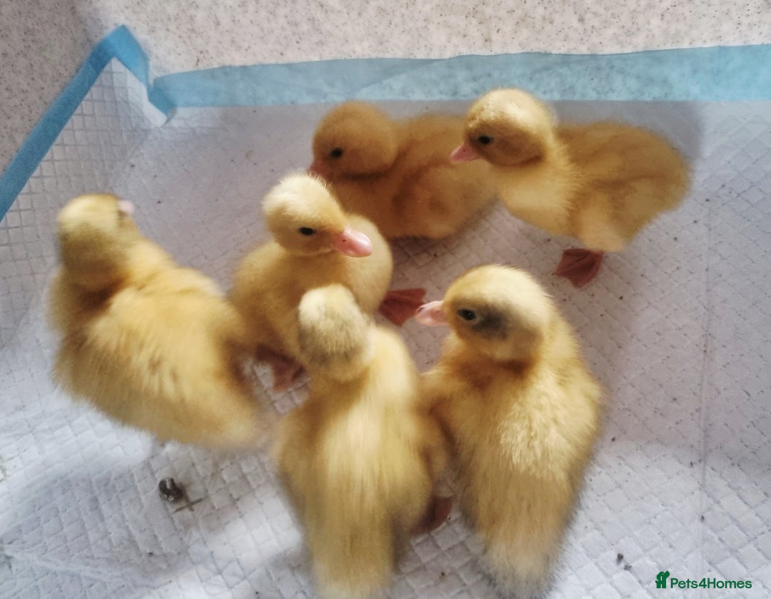 Ducks poultry for sale: Call ducks unsexed - Image 2