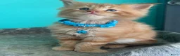Maine Coon cats for sale: Beautiful mainecoon kittens  - Advert 12