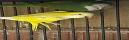 Parakeets birds for sale: Pair of adult monks parakeets in Leeds - Advert 3