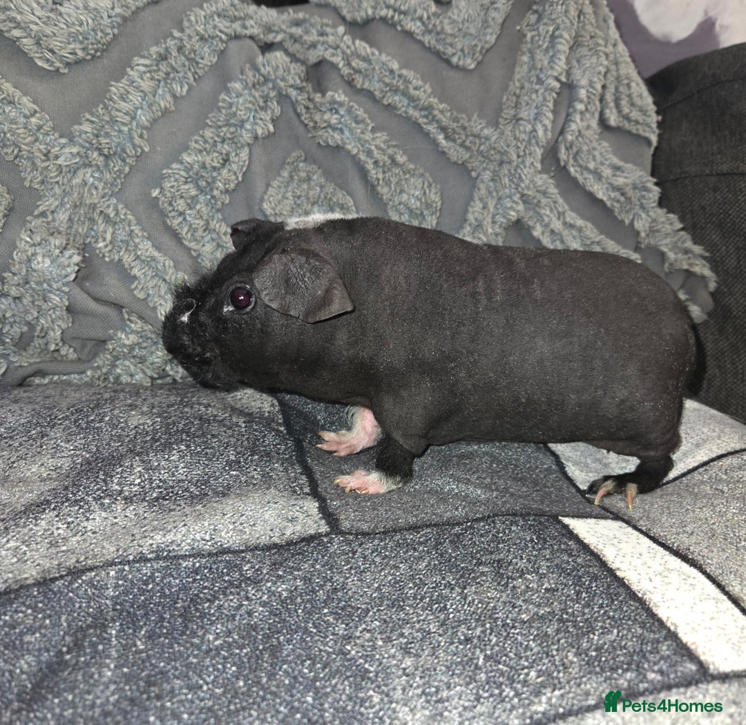 Guinea Pig rodents for sale: Friendly baby Skinny pig male - Advert 3