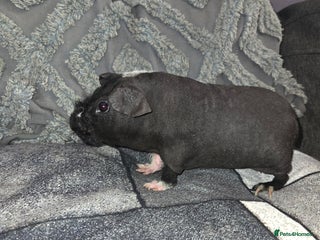 Guinea Pig rodents Friendly baby hairless Skinny pig male - Advert 5