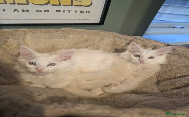Maine Coon cats for sale - Advert 1