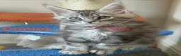 Maine Coon cats for sale: Pedigree Maine Coon Kittens LAST 3 - Advert 1