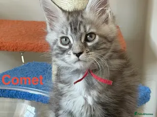 Maine Coon cats Pedigree Maine Coon Kittens LAST 3 - Advert 11