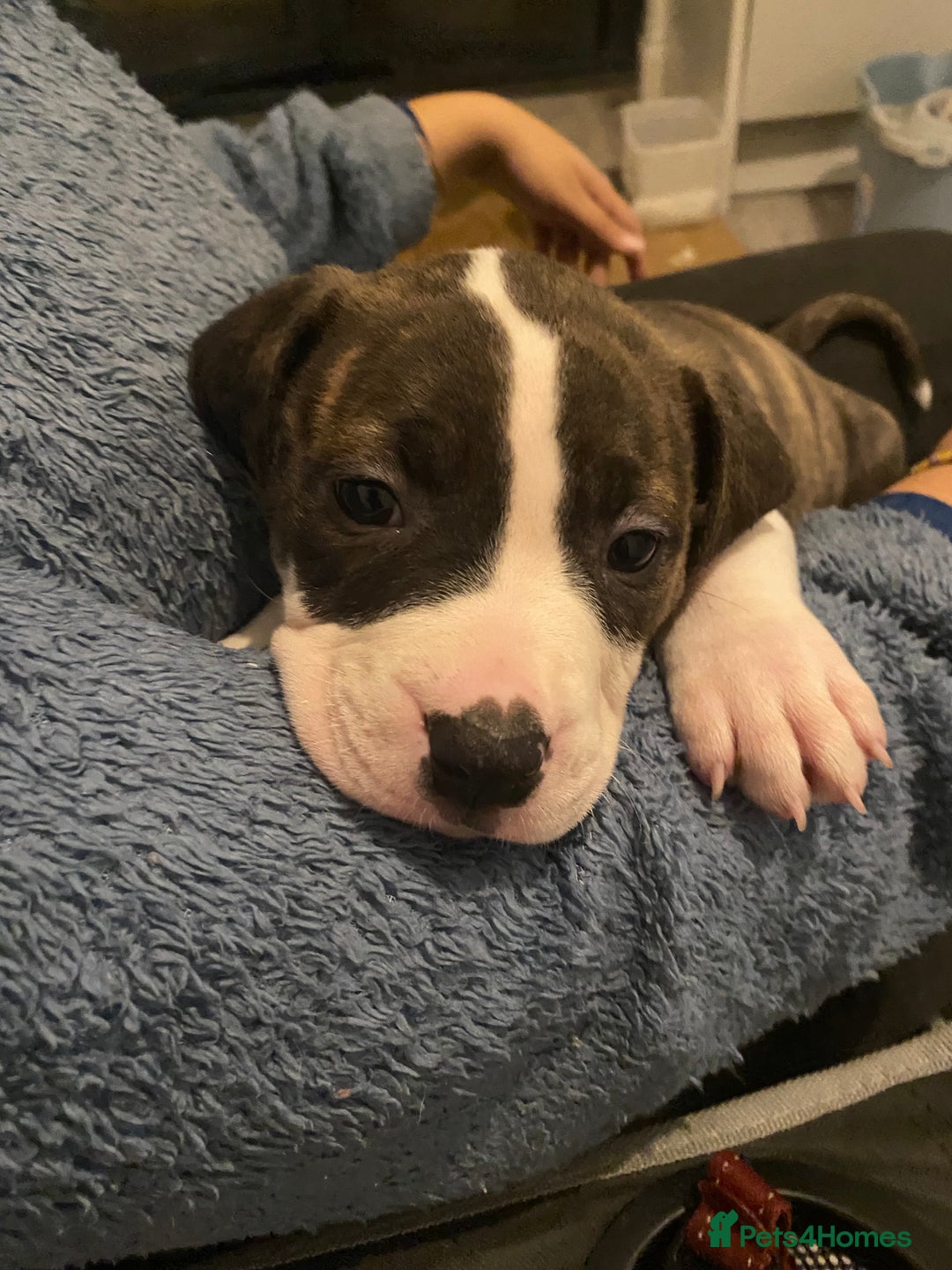 Mixed Breed dogs for sale: Scott American Bulldog Cross  - Advert 5