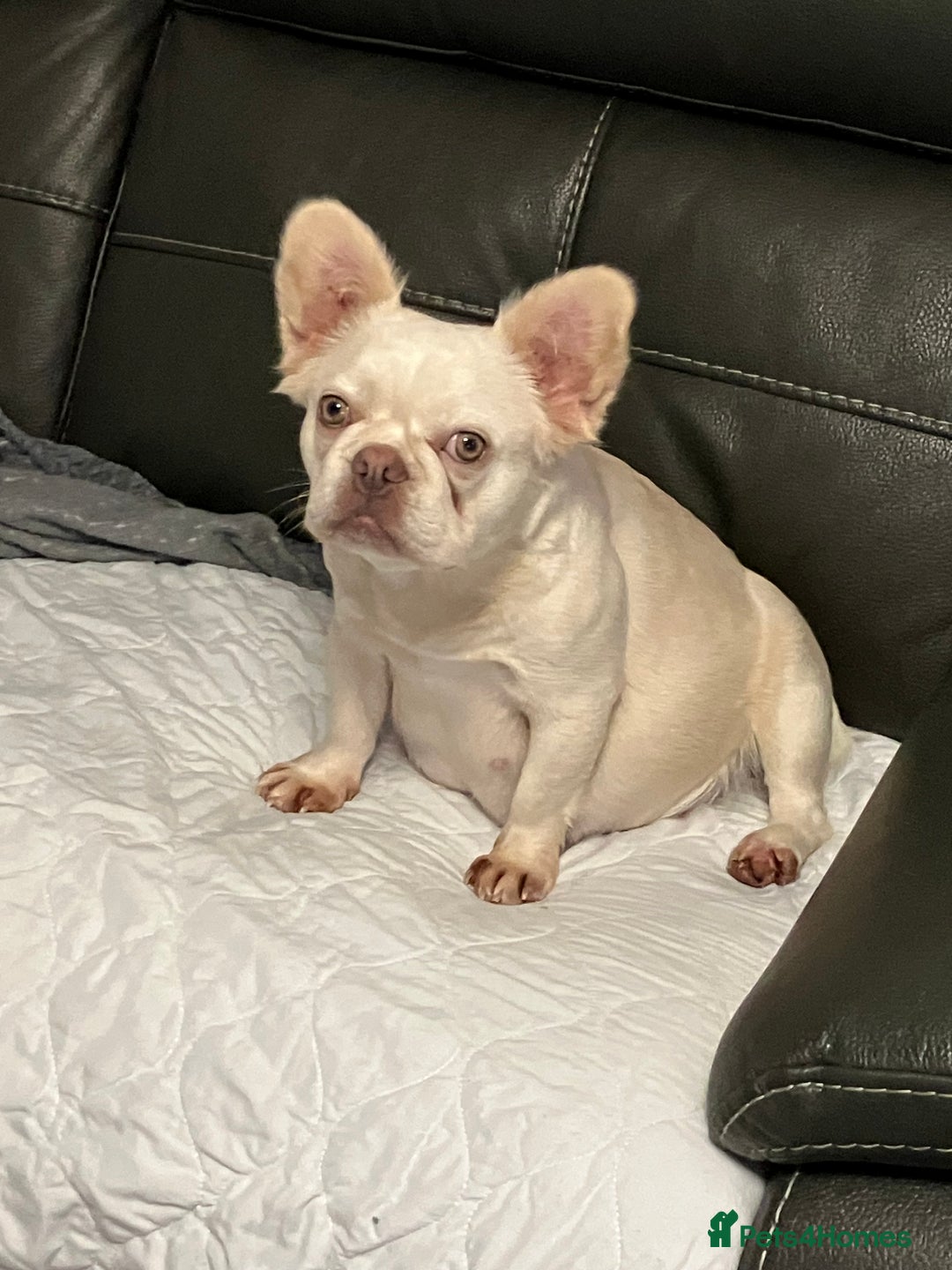 French Bulldog dogs for sale: Platinum Lilac Intensity - Fluffy Carriers - Advert 7