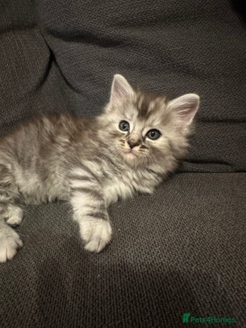 Mixed Breed cats - Advert 1