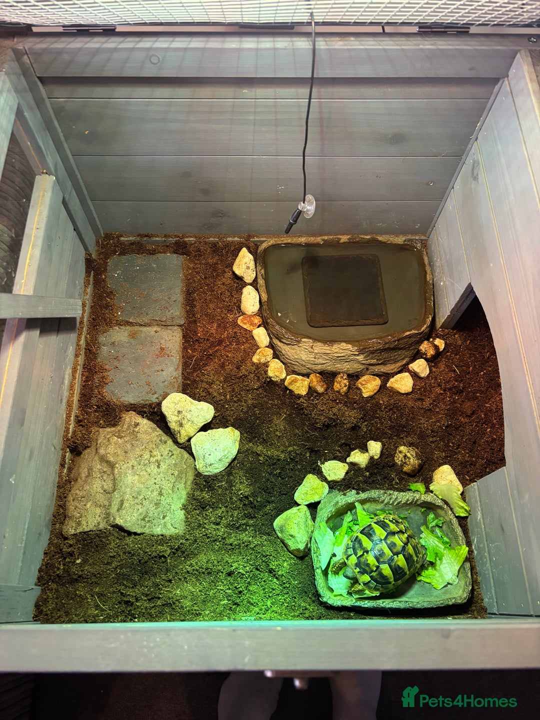 Hermann Tortoise reptiles for sale: Testudo hermanni, Hermanns tortoise for re home - Image 9