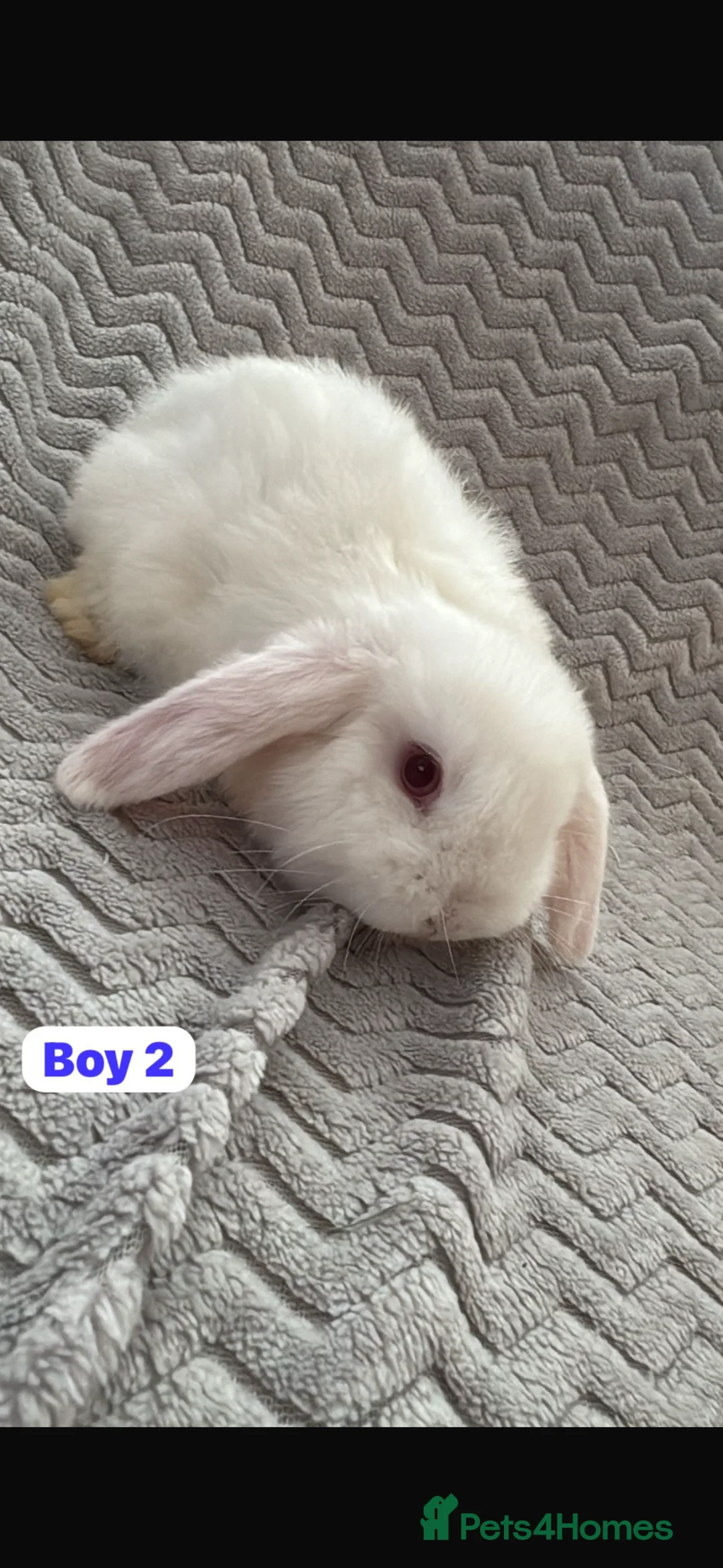 Mini Lop rabbits for sale: ✨READY TO LEAVE NOW- Mini Lops for sale✨ - Advert 2