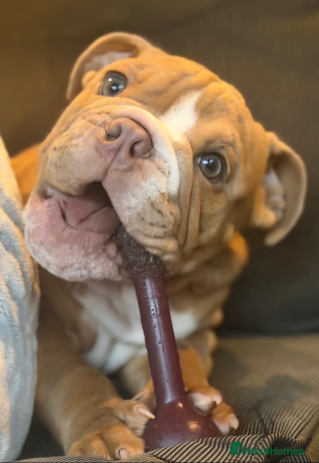 English Bulldog dogs English Bulldog Boy  - Advert 1