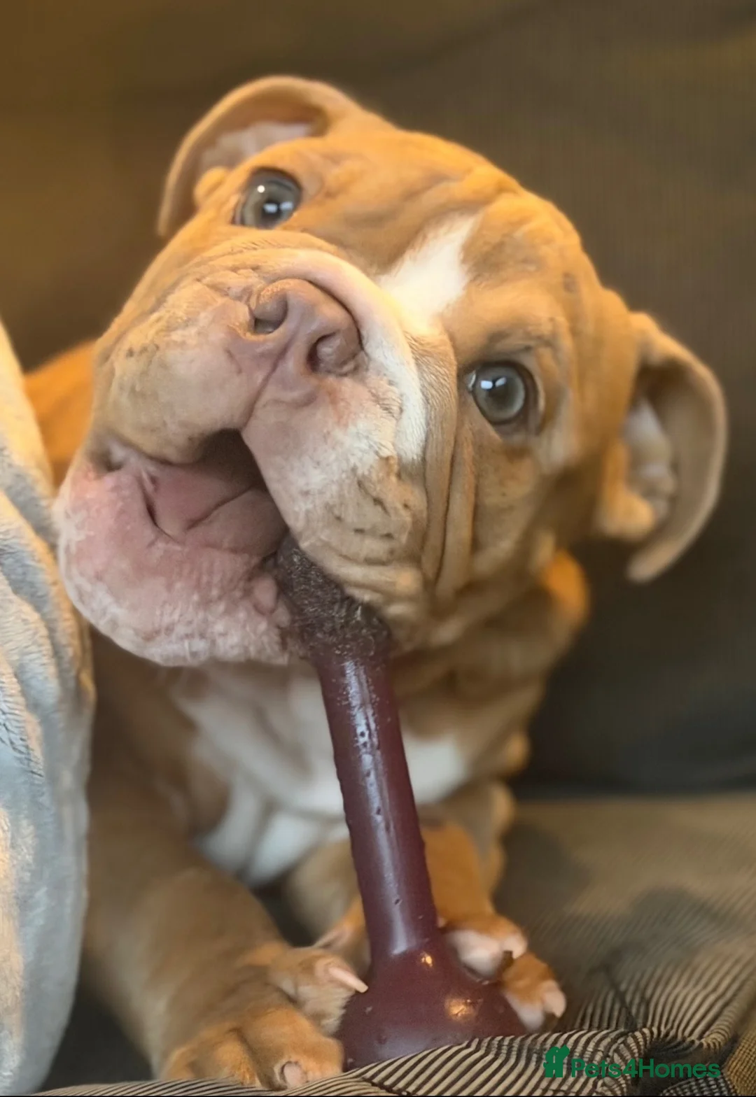 English Bulldog dogs for sale: English Bulldog Boy  - Advert 1