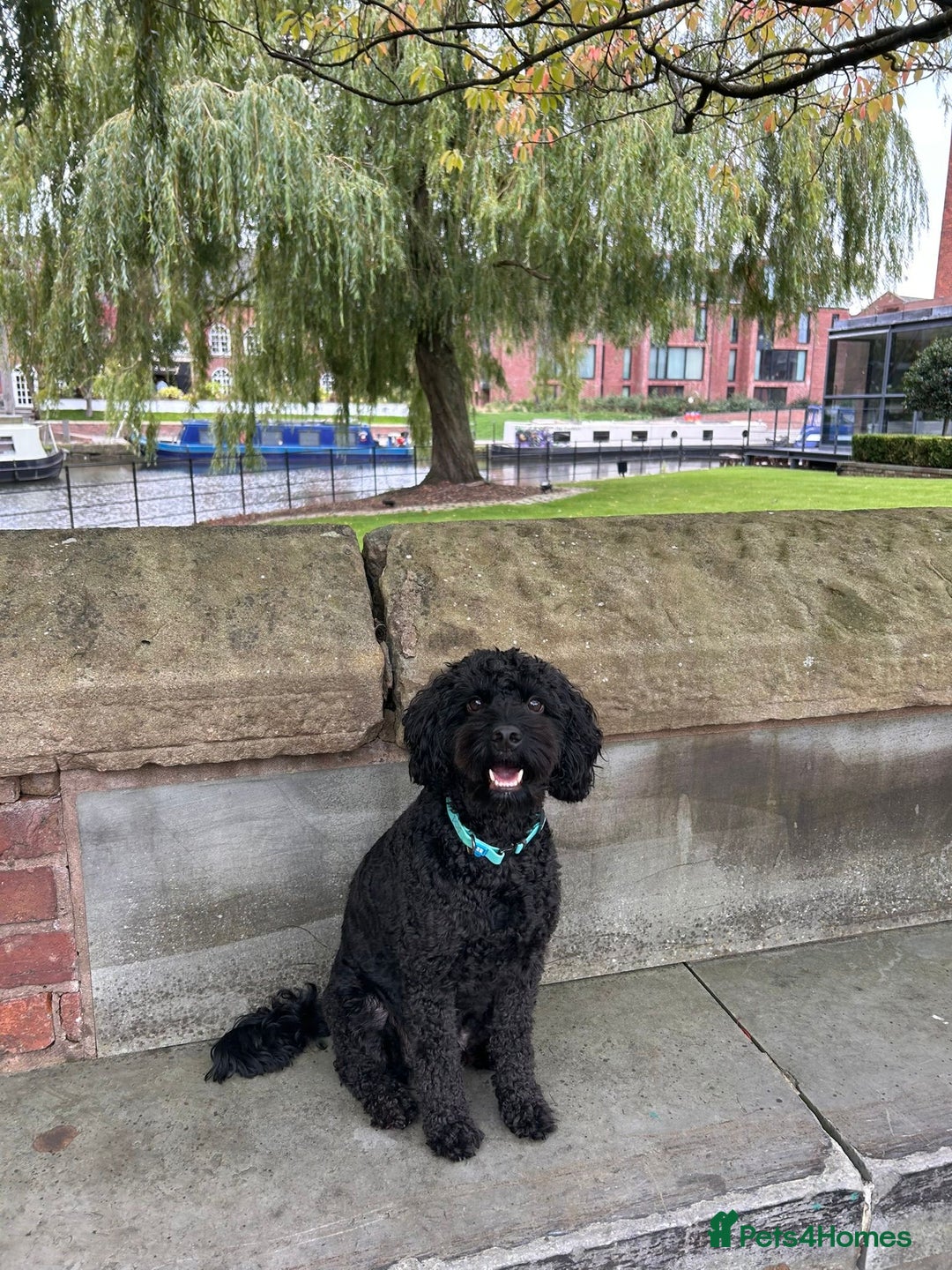 Cockapoo dogs for sale: Rehoming our Cockapoo Ted nearly 5 years old - Advert 5