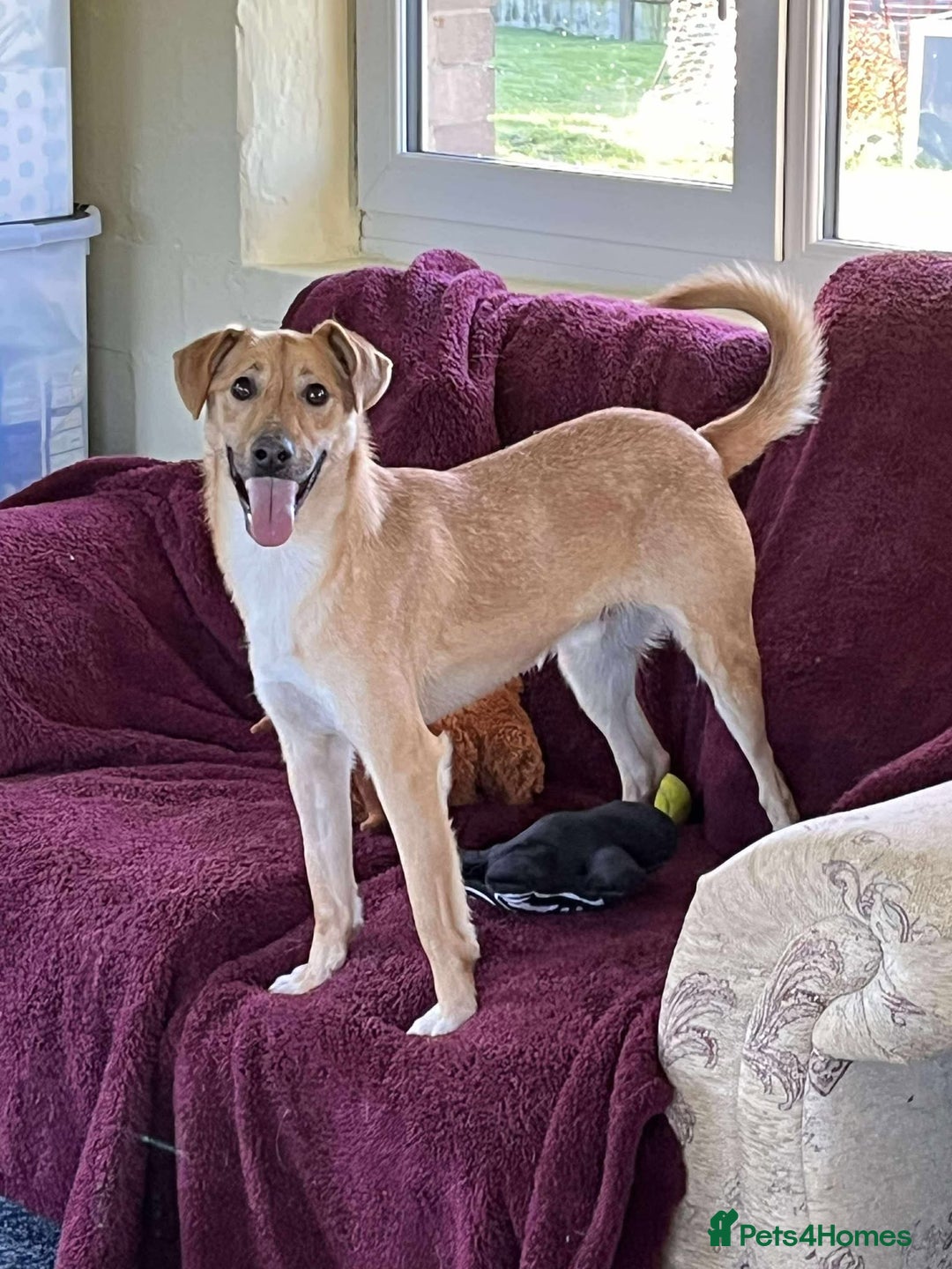 Mixed Breed dogs for adoption: OSCAR - Advert 1