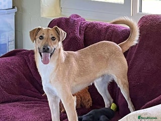 Mixed Breed dogs OSCAR - Advert 12