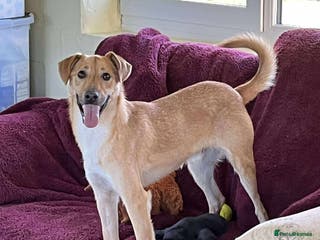 Mixed Breed dogs OSCAR - Advert 3