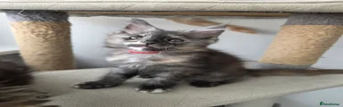 Maine Coon 4 - Red female