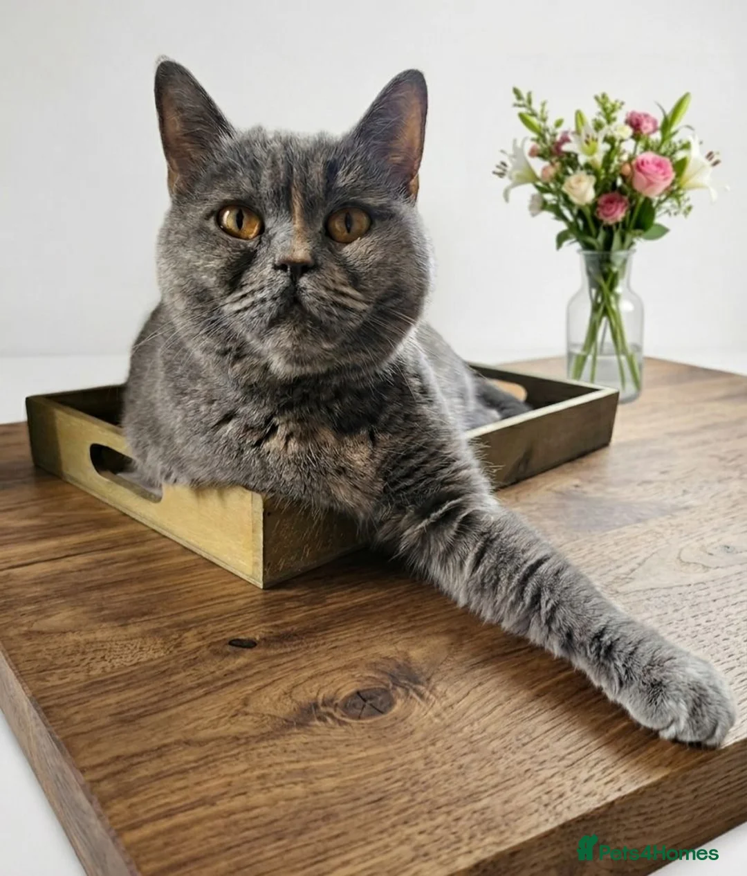 British Shorthair cats for sale: Beautiful British Shorthair Queen 🥰 - Advert 1