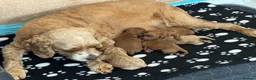 Cavapoo dogs for sale: Beautiful, health tested F1b Cavapoo Puppies - Advert 11