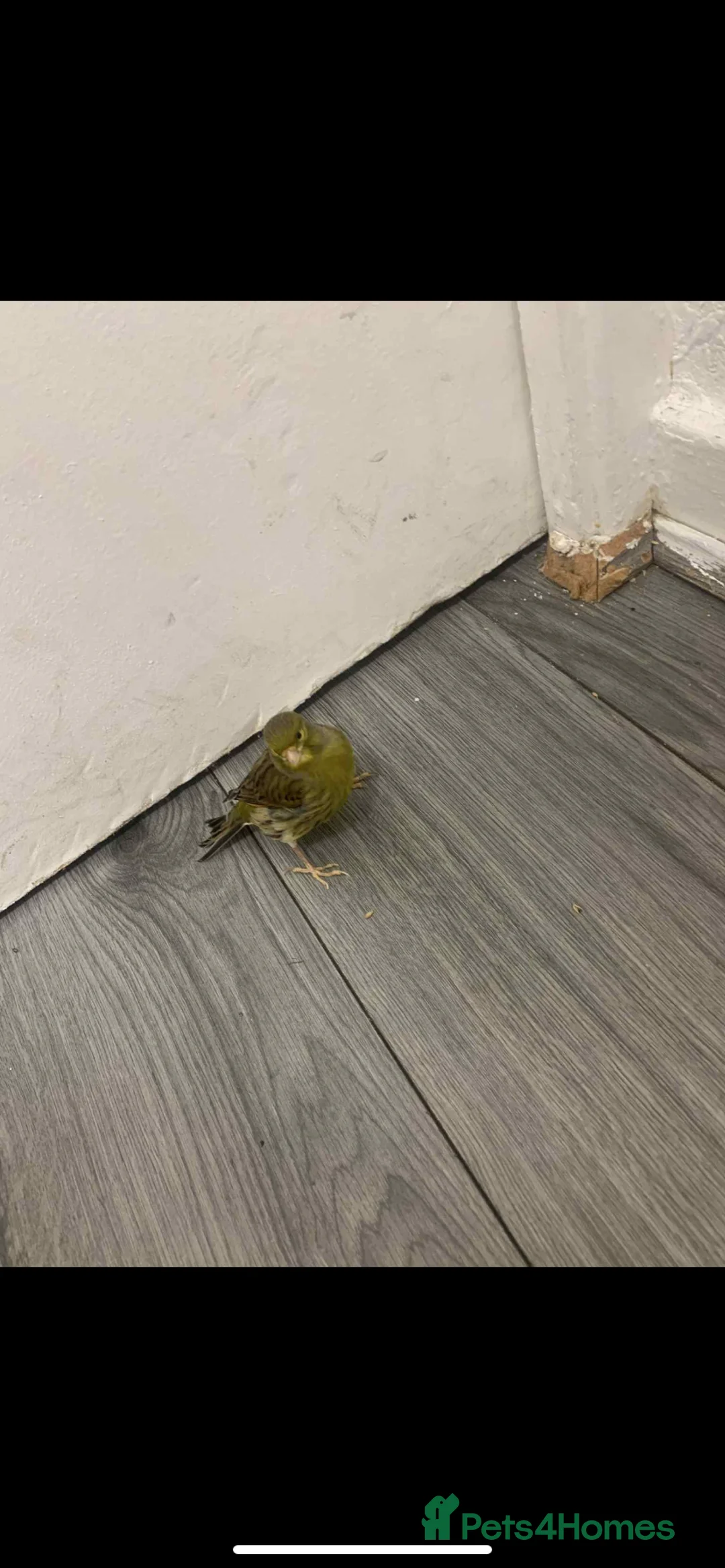 Canaries birds for sale: Fife Border Canaries  - Advert 10